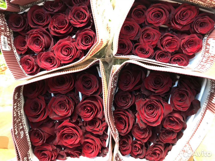 Крупная эквадорская роза цветы