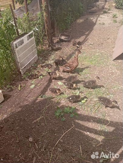 Утки подсадные для охоты