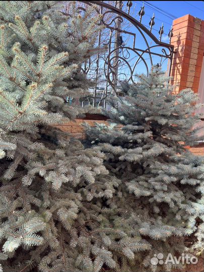 Ель голубая