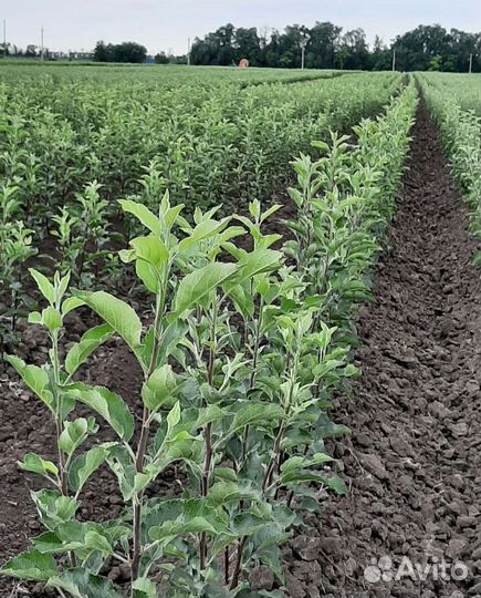 Саженцы плодовых деревьев (опт)