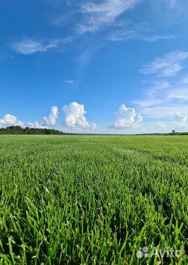 Рулонный газон/продажа