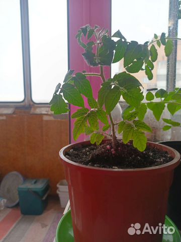 Рассада томатов Горшечный Каменный Балконный
