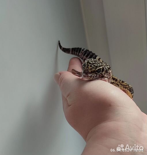 Эублефар Black Night