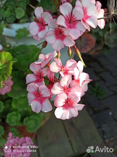 Пеларгония герань для кашпо И клумбы на даче