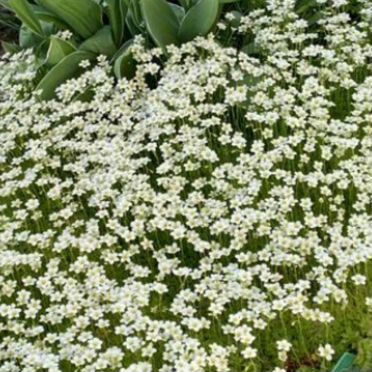 Камнеломка белая с комом 70х50см