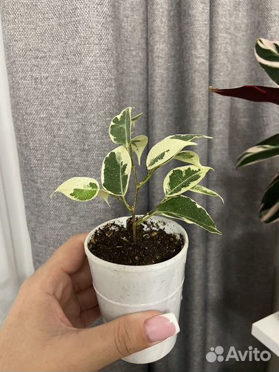 Фикусы бенджамина