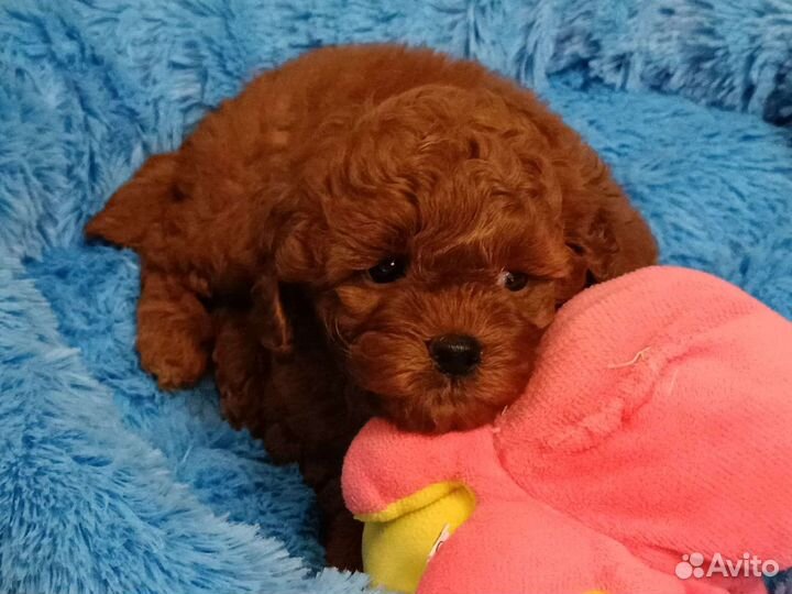 Мальтипу мини тедди