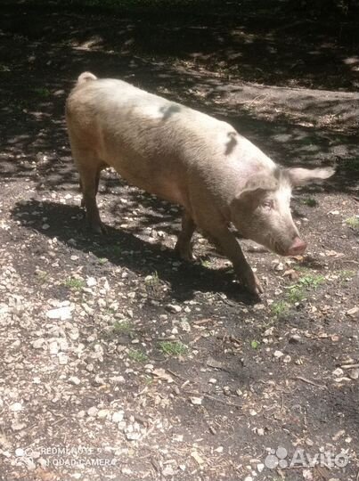 Хряк на племя