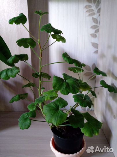 Пеларгония герань