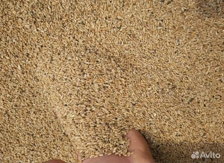 Зерноотходы,пшеница, горох