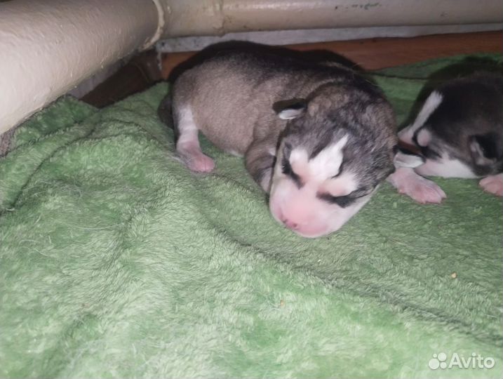 Щенки хаски