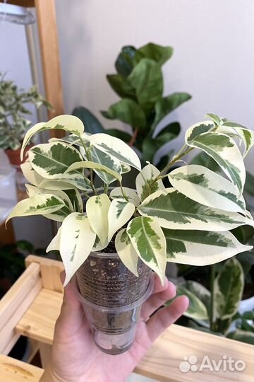 Черенки фикусов сафари, твайлайт и др