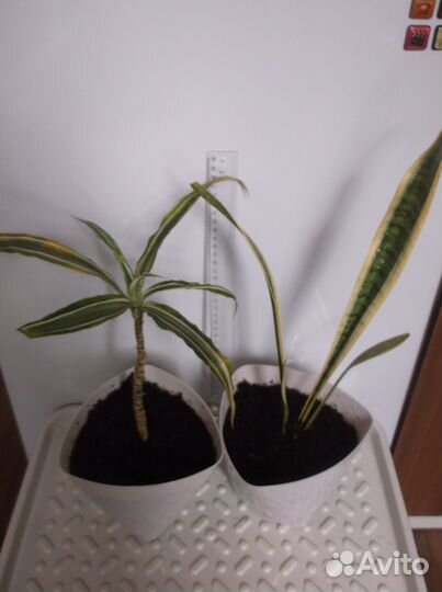 Пальма Драцена и Сансевиерия трехполосная 