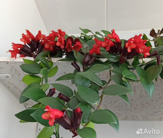 Эсхинантус