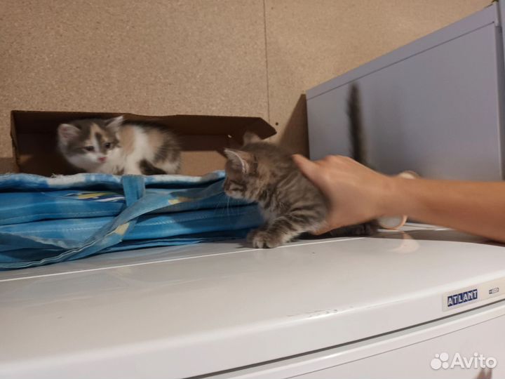 Котята в добрые руки