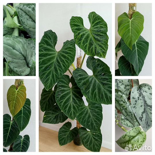 Растения разные, бархатные, серебристые