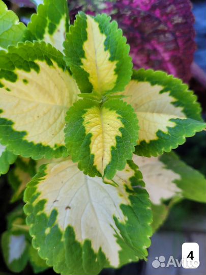 Колеусы срезы