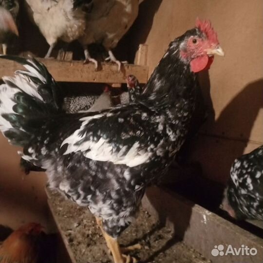 Китайские шелковые куры