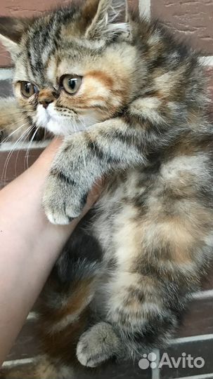 Экзотическая кошечка 3мес