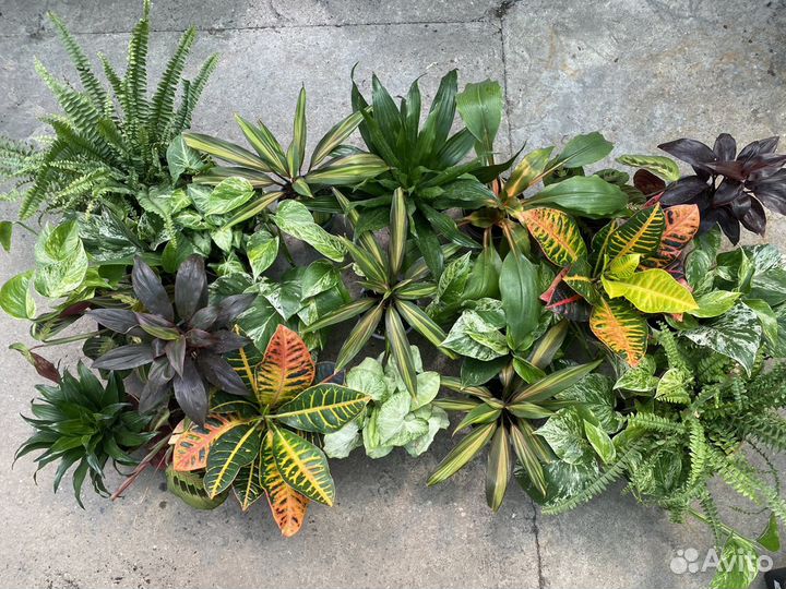 Фитокартина из живых комнатных растений