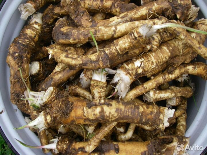 Корень хрена