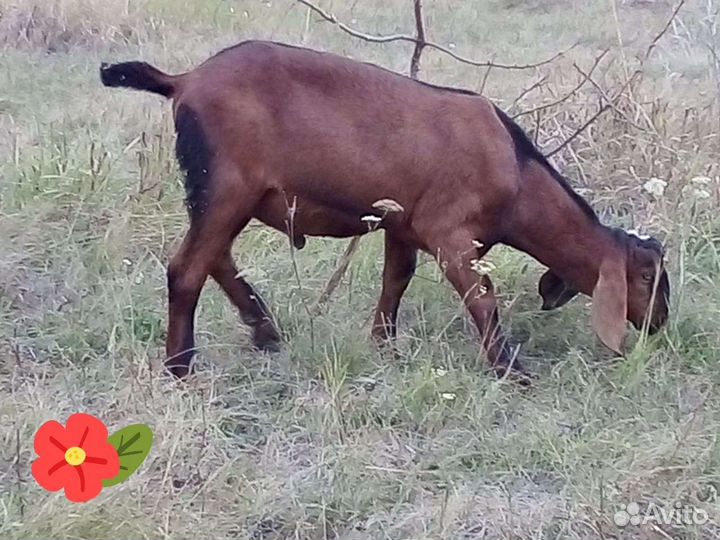 Нубийский козел