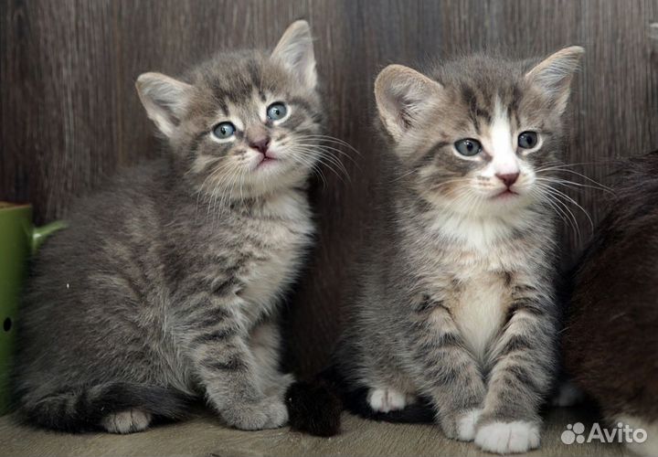 Невероятные ласковые котята 1,5 мес