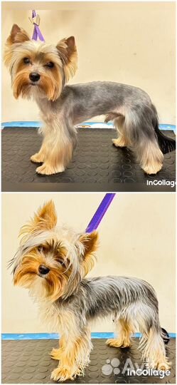 Груминг стрижка собак, тримминг, экспресс линька