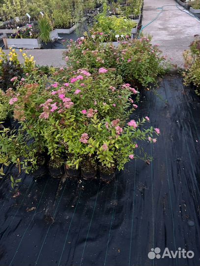 Декоративные растения