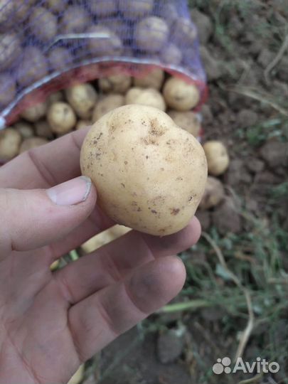 Семенной картофель Ривьера