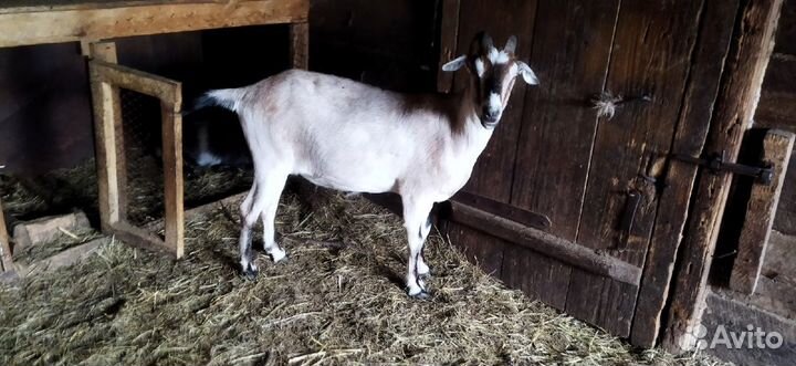 Козы,кролихи