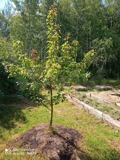 Дача 45 м² на участке 8 сот.