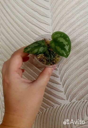 Сциндапсусы и эпипремнумы сортовые