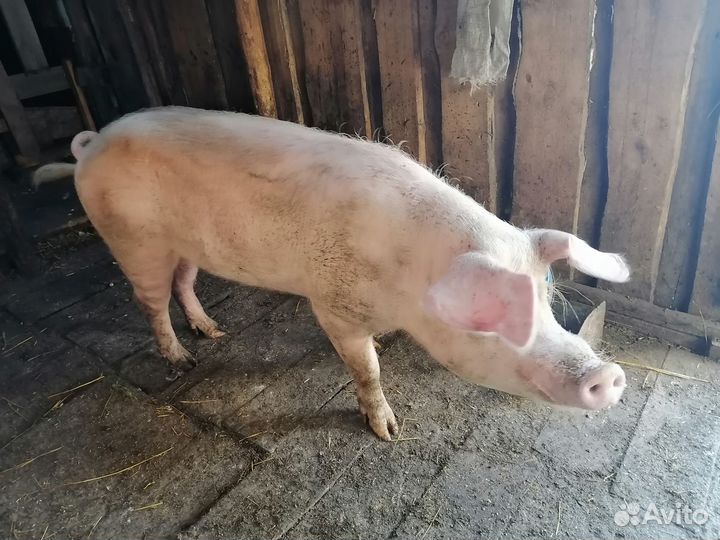 Продам борова