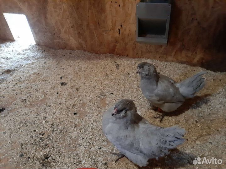 Инкубационное яйцо амераукана