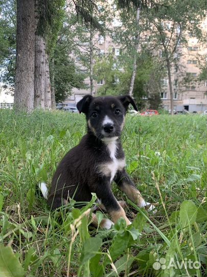 Щенкам нужен дом