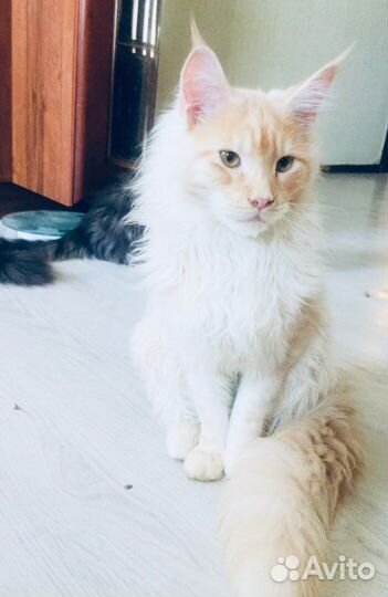 Котята мейнкуны малыши и подрощенные