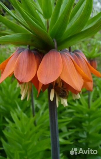 Королевский рябчик