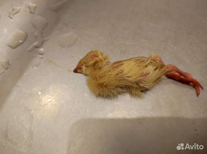 Корм для рептилий