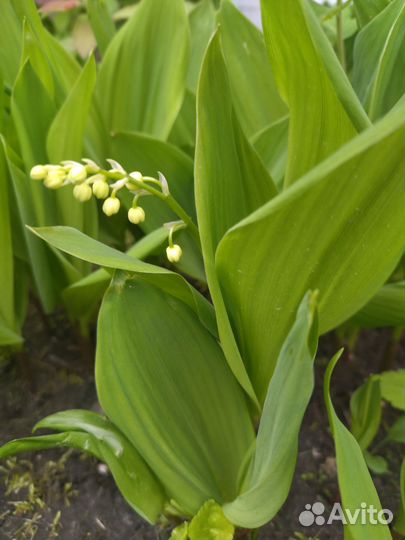 Саженцы многолетних растений