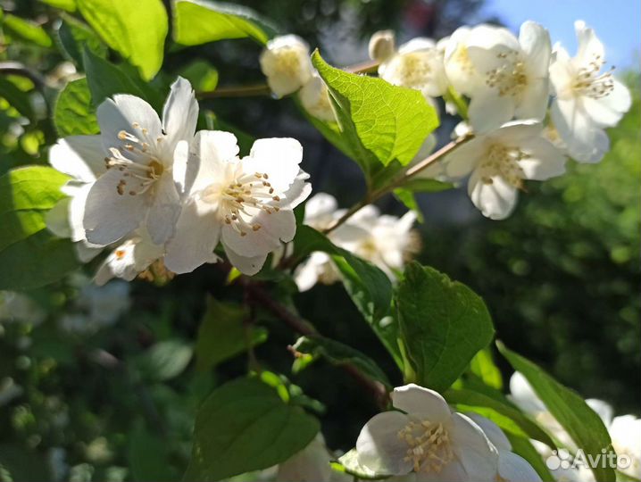 Саженцы декоративных и плодовых кустарников