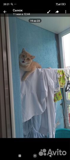 Британский кот