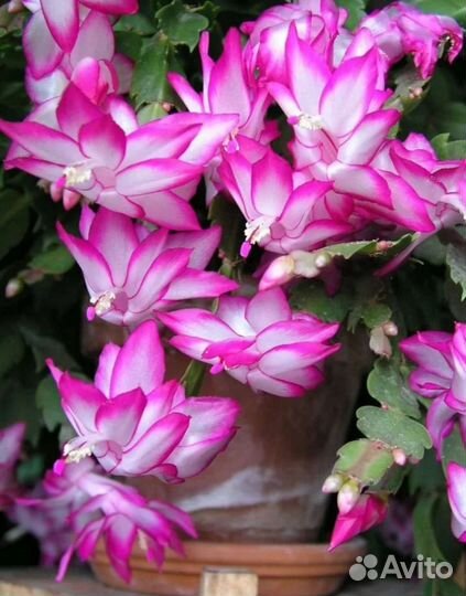 Розово-белый декабрист в горшке