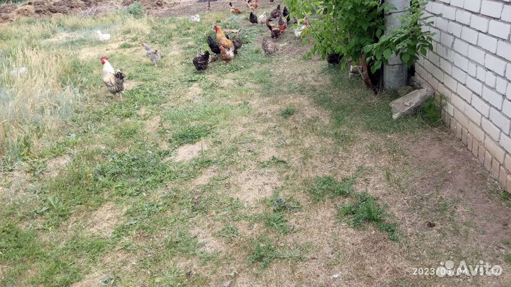 Яйца куриные деревенские