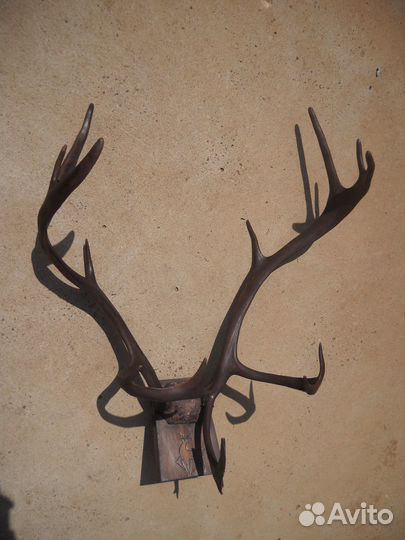 Рога оленя