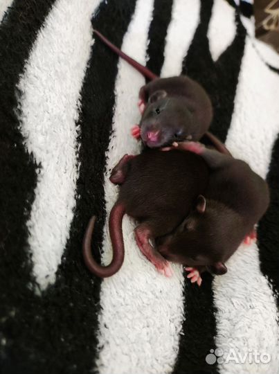 Декоративные крысята