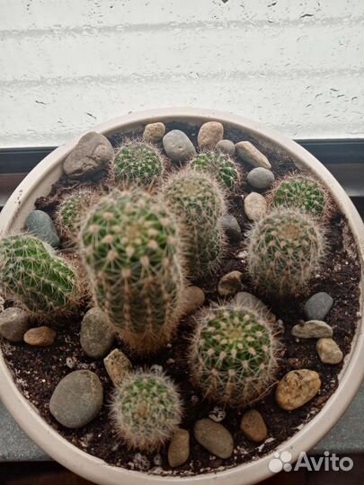Кактусы и суккуленты липецк