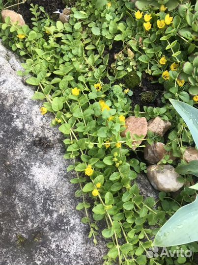 Многолетки для альпийской горки