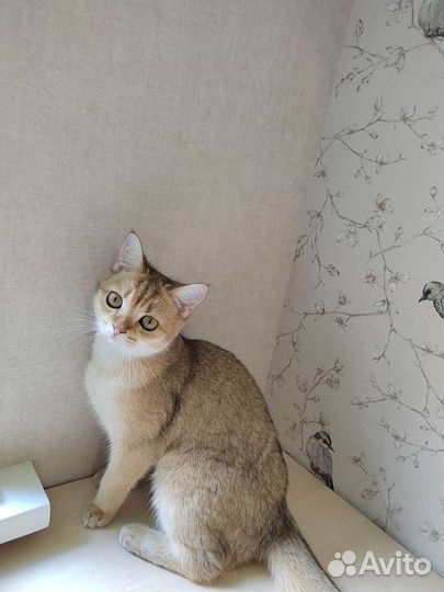 Британская кошечка