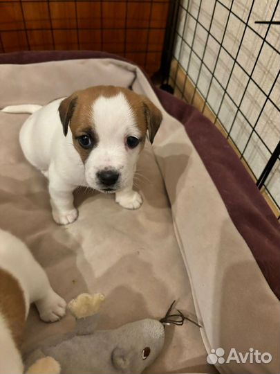 Щенки Джек рассел терьер гладкошерстные